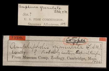 Media type: image;   Invertebrate Zoology OPH-1406 Aspect: labels